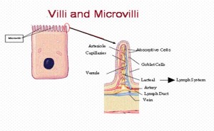 Microvilli