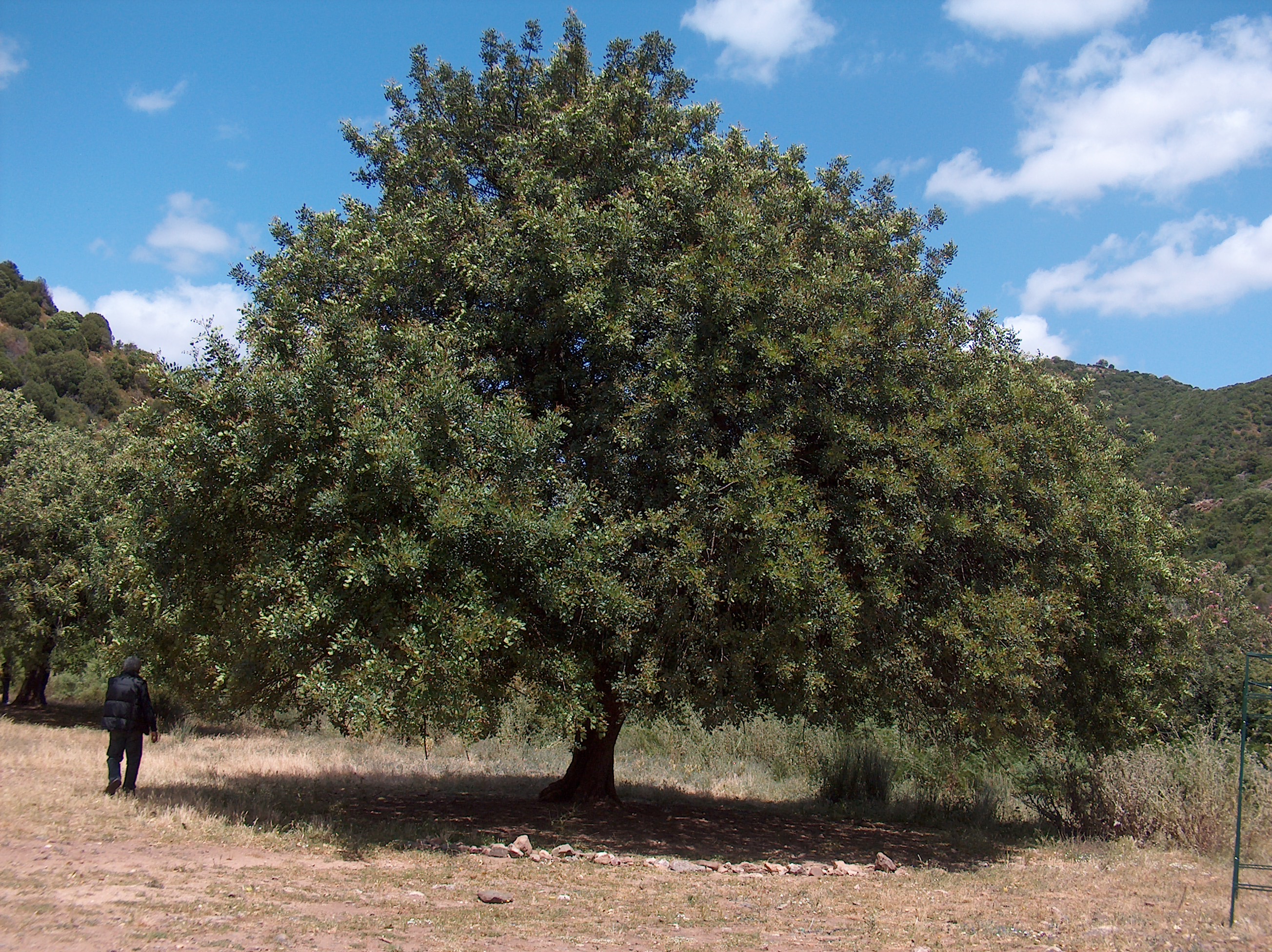 carob tree